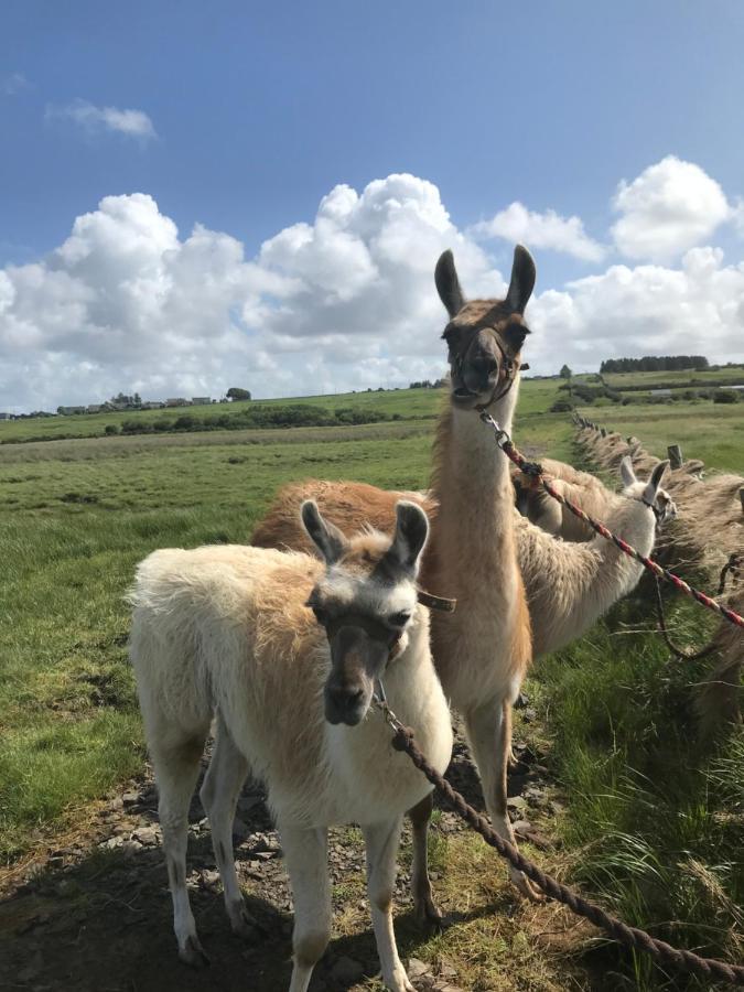 The Beautiful Lazy Llama Shepherd Hut Farm Stay Ballyshannon Buitenkant foto