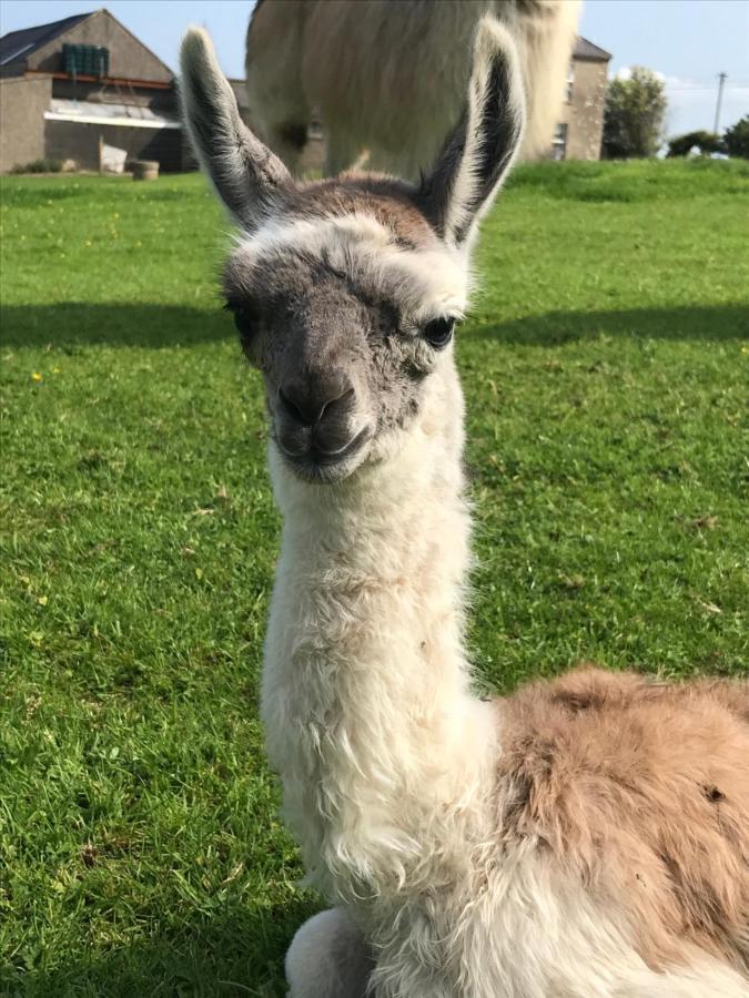 The Beautiful Lazy Llama Shepherd Hut Farm Stay Ballyshannon Buitenkant foto