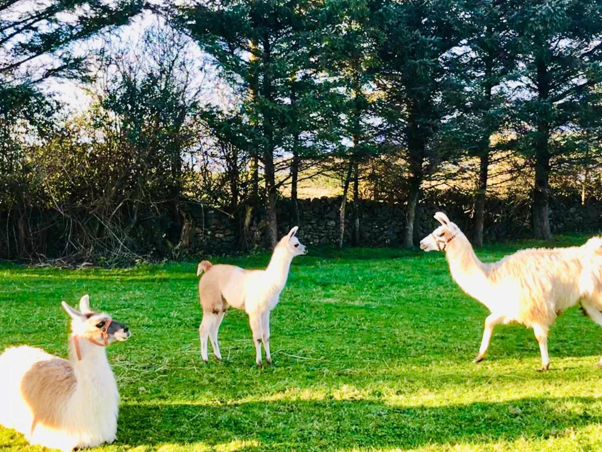 The Beautiful Lazy Llama Shepherd Hut Farm Stay Ballyshannon Buitenkant foto