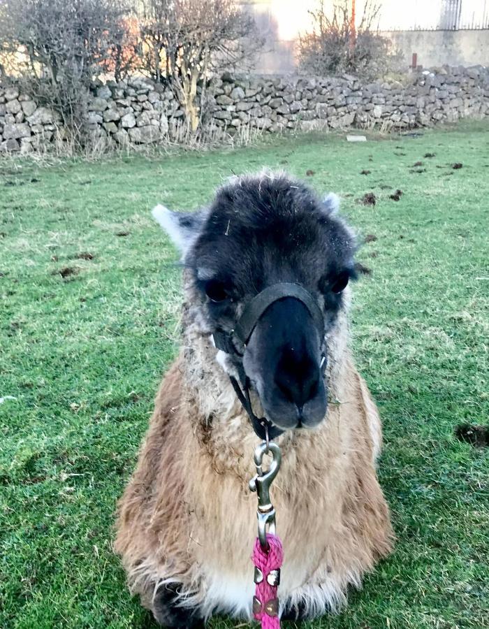 The Beautiful Lazy Llama Shepherd Hut Farm Stay Ballyshannon Buitenkant foto